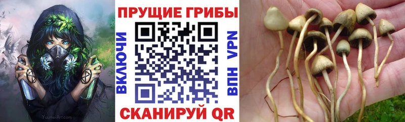 Псилоцибиновые грибы ЛСД  Купить закладки  Березники 